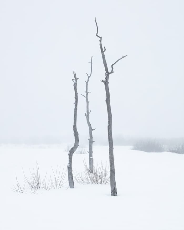 Three Snags — RMNP